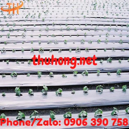 MÀNG PHỦ NÔNG NGHIỆP PE PHẢN QUANG