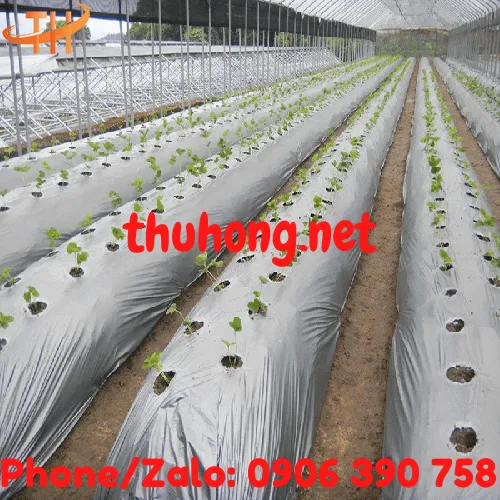 MÀNG PHỦ NÔNG NGHIỆP PE PHẢN QUANG