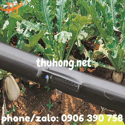 ỐNG TƯỚI NHỎ GIỌT PHI 12 KHOẢNG CÁCH 20CM