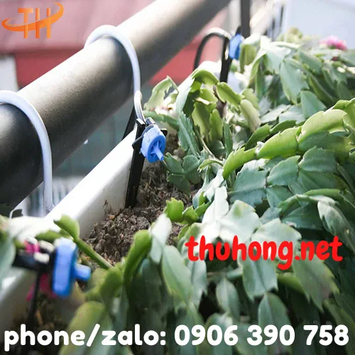 ỐNG TƯỚI NHỎ GIỌT PHI 12 KHOẢNG CÁCH 40cm