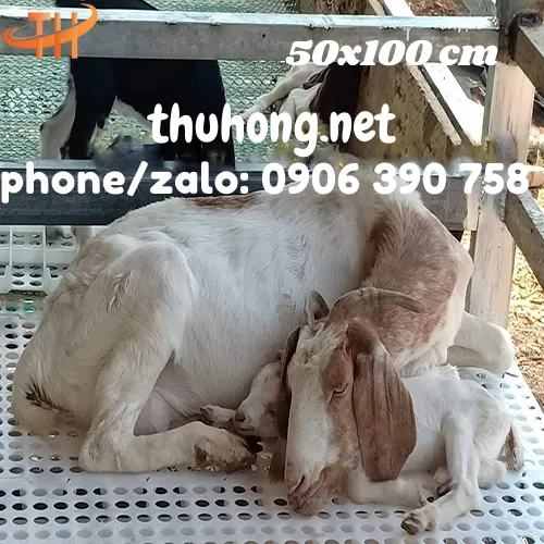 SÀN NHỰA NUÔI GÀ VỊT DÊ 50x100 LỖ TRÒN