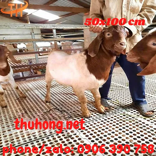SÀN NHỰA NUÔI GÀ VỊT DÊ 50x100 LỖ TRÒN