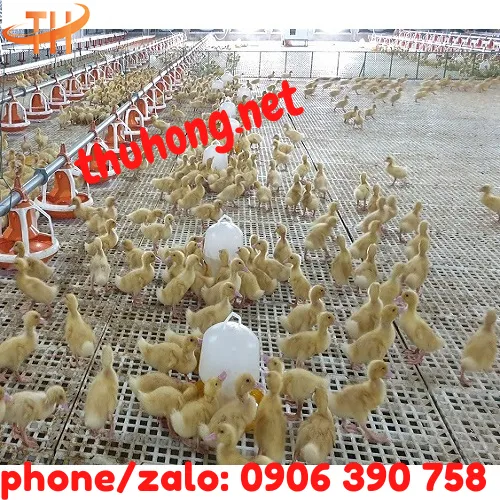 SÀN NHỰA NUÔI GÀ DÊ VỊT 50x100 LỖ VUÔNG
