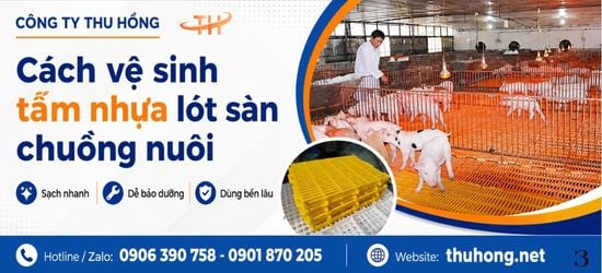 Cách Vệ Sinh Tấm Nhựa Lót Sàn Chuồng Heo Để Sử Dụng Bền Lâu