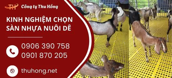 Kinh nghiệm chọn sàn nhựa làm chuồng nuôi dê hiệu quả nhất