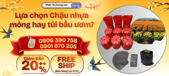 So sánh túi bầu ươm và chậu nhựa mỏng trồng cây