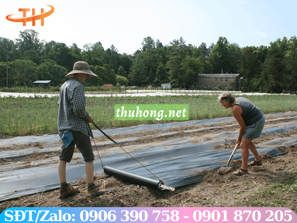 kỹ thuật trải màng phủ lên luống đất trồng
