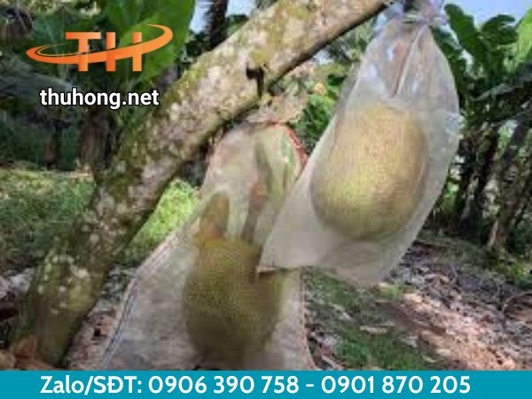 Túi bọc mít giúp bảo vệ trái mít Túi bọc mít giúp bảo vệ trái mít