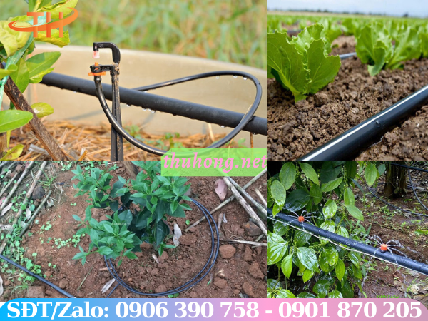 Ứng dụng phương pháp tưới nhỏ giọt