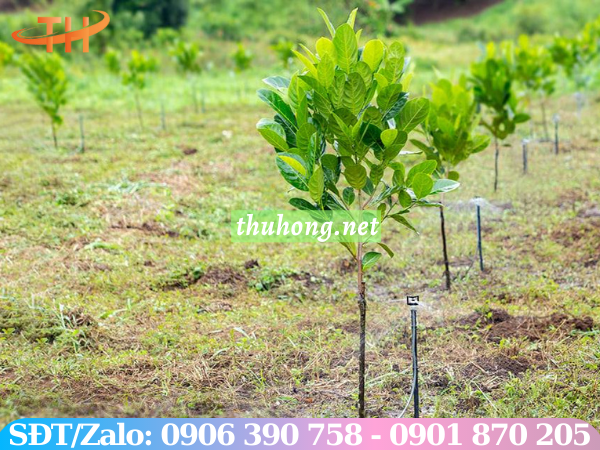 Hệ thống tưới tự động dạng phun sương