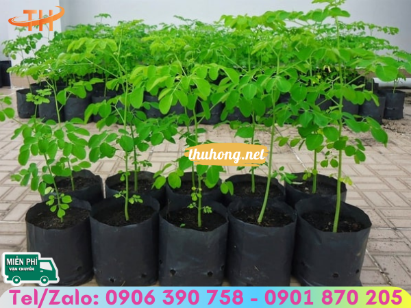 Tác dụng của bầu ươm cây giống nông nghiệp Tác dụng của bầu ươm cây giống nông nghiệp