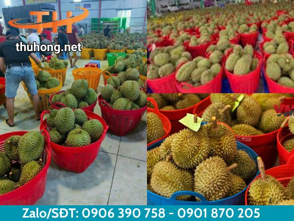 Ứng dụng của cần xé đựng nông sản Ứng dụng của cần xé đựng nông sản