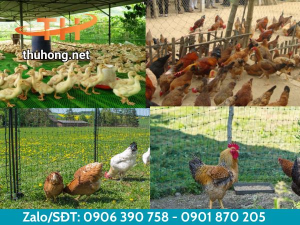 Ứng dụng của lưới nhựa trong chăn nuôi Ứng dụng của lưới nhựa trong chăn nuôi