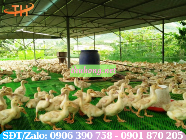 Lưới nhựa cứng lót sàn nuôi vịt