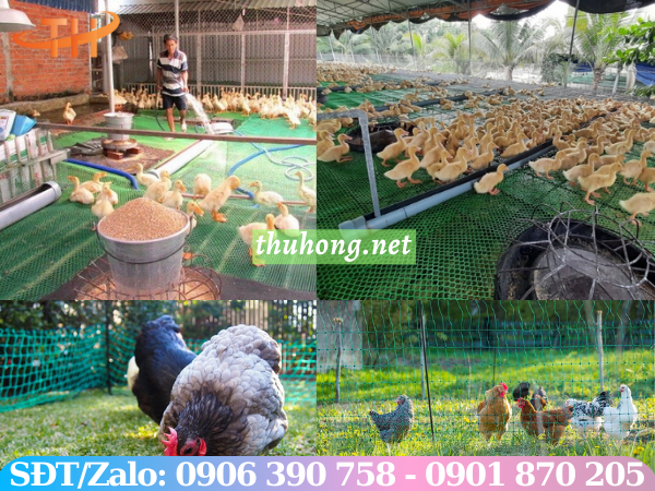 Ứng dụng thực tế lưới rào gà
