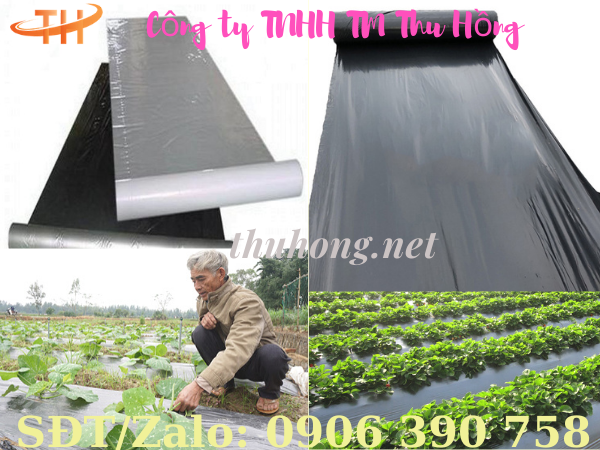 Ứng dụng màng phủ nông nghiệp trong thực tế