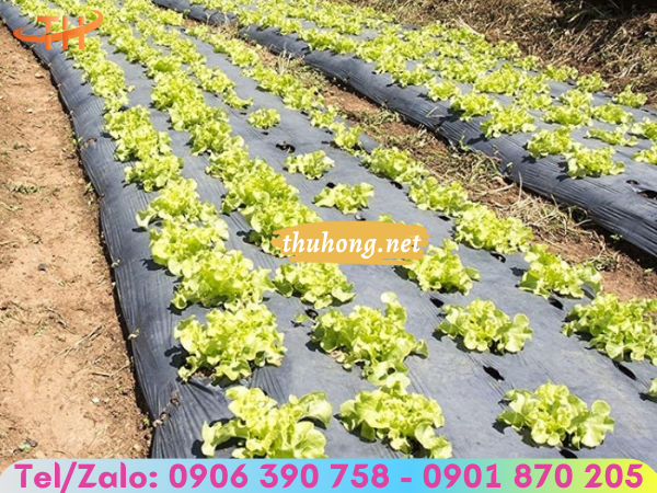 ứng dụng màng phủ nông nghiệp