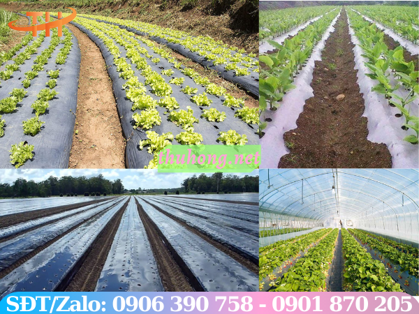 Ứng dụng màng phủ nông nghiệp trong đời sống