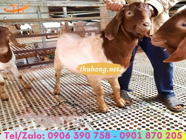 Nhu cầu sử dụng sàn dê hiện nay