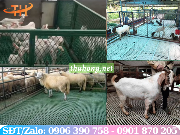 Mô hình nuôi dê trên sàn nhựa