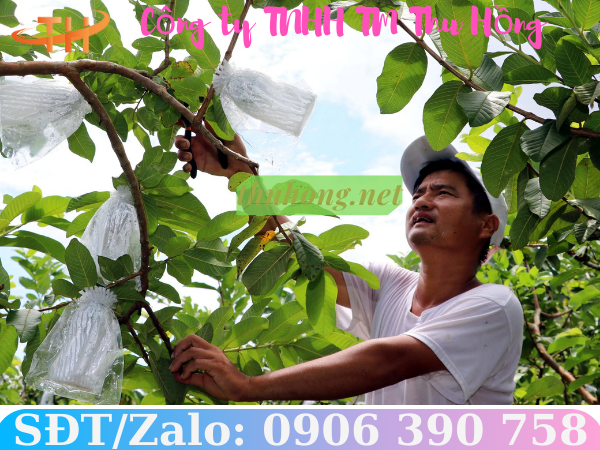 tác dụng lưới xốp bọc ổi