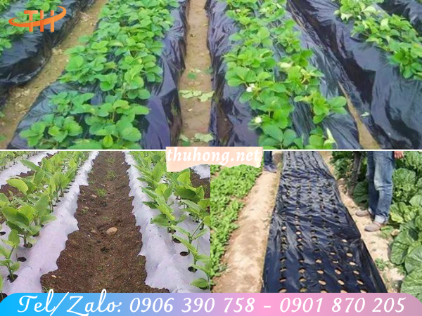 Công dụng bạt nilon phủ đất trồng