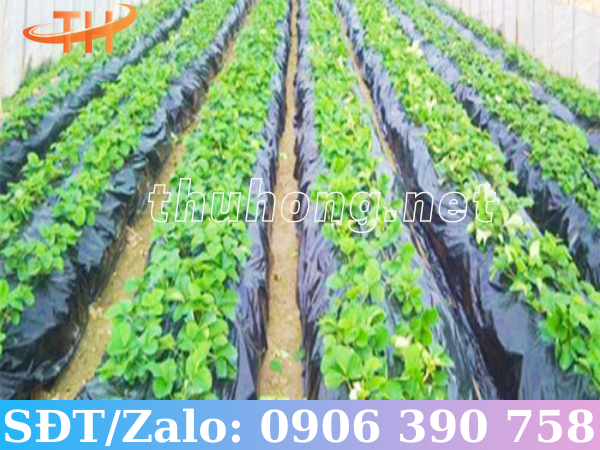 Dùng màng phủ nông nghiệp vào thực tế