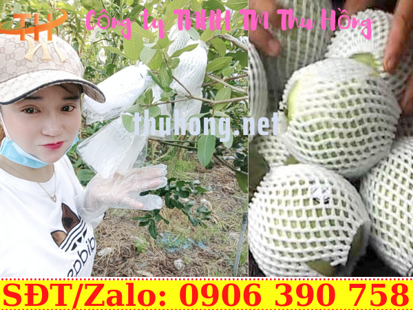 Bọc lưới xốp cho trái cây trên cành