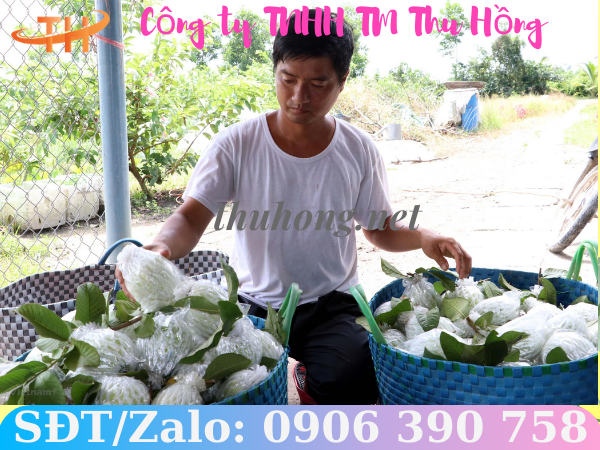 Kỹ thuật bọc ổi hiệu quả