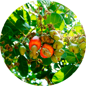 NGUỒN GỐC RÕ RÀNG