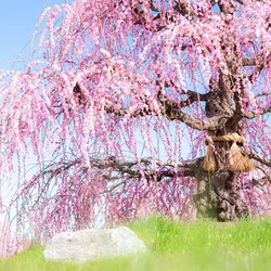 TOKYO - NÚI PHÚ SĨ - MATSUMOTO - SHIRAKAWA - NAGOYA (MÙA HOA ANH ĐÀO KAWAZU) (5N4Đ)