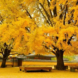 SEOUL - NAMI - EVERLAND (4N3Đ)