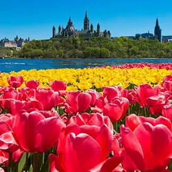 VANCOUVER - VICTORIA - MONTREAL - QUEBEC - OTTAWA - TORONTO (LỄ HỘI HOA TULIP )   (11N10Đ)