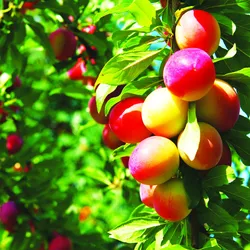 OSAKA - UNIVERSAL - KOBE - TOKYO - NÚI PHÚ SĨ (5N4Đ)