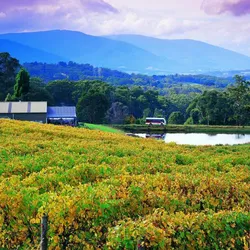 Sydney - Blue Mountains - Canberra - Melbourne - Yarra Valley ( Thưởng thức trái cây)