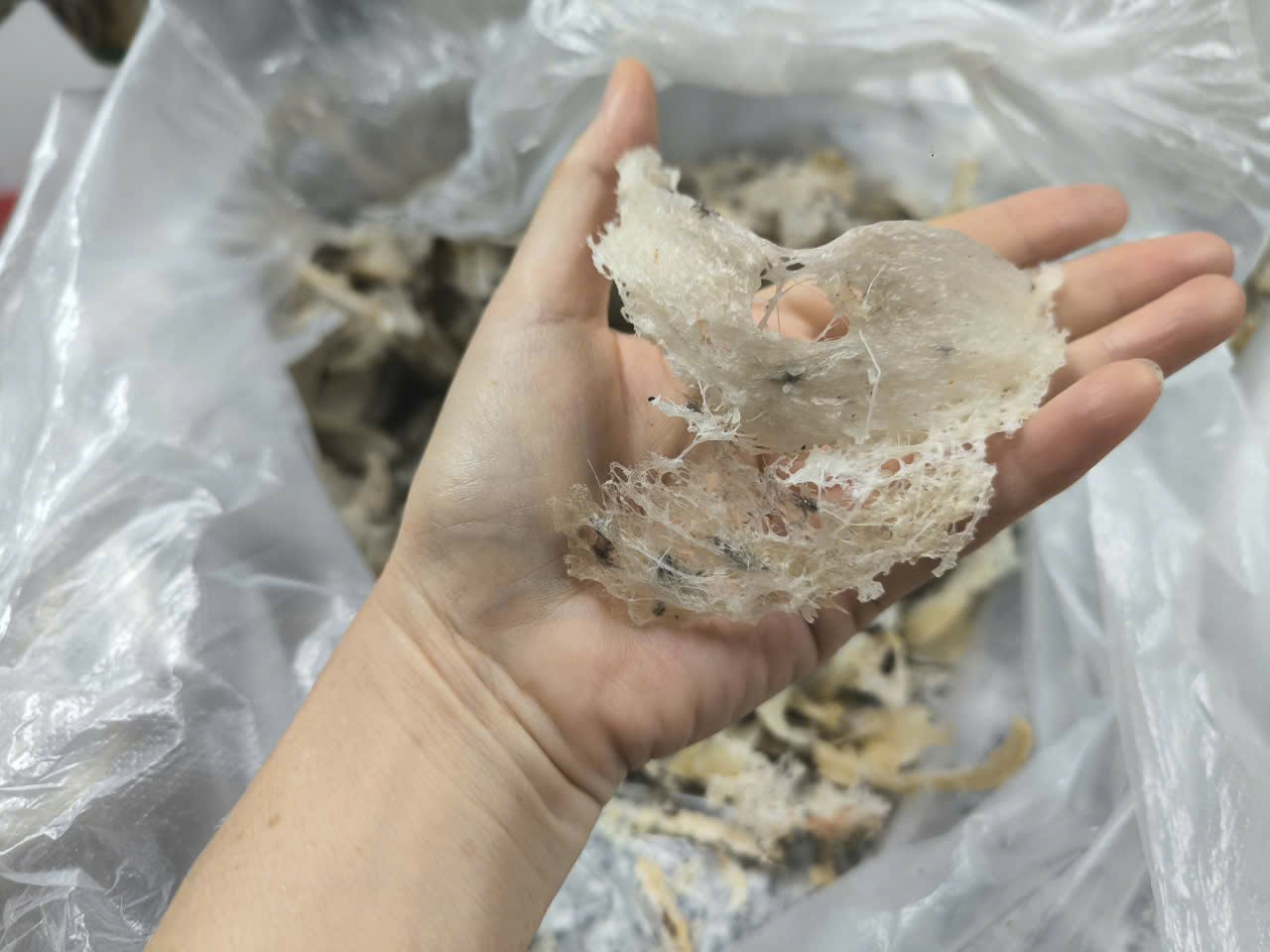 yến sào yến sào