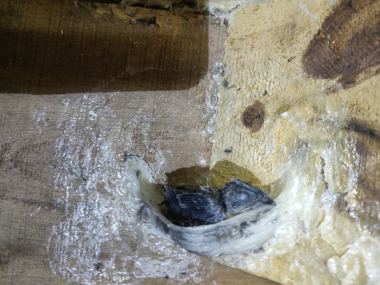 Trong yến sào có chất gì Trong yến sào có chất gì