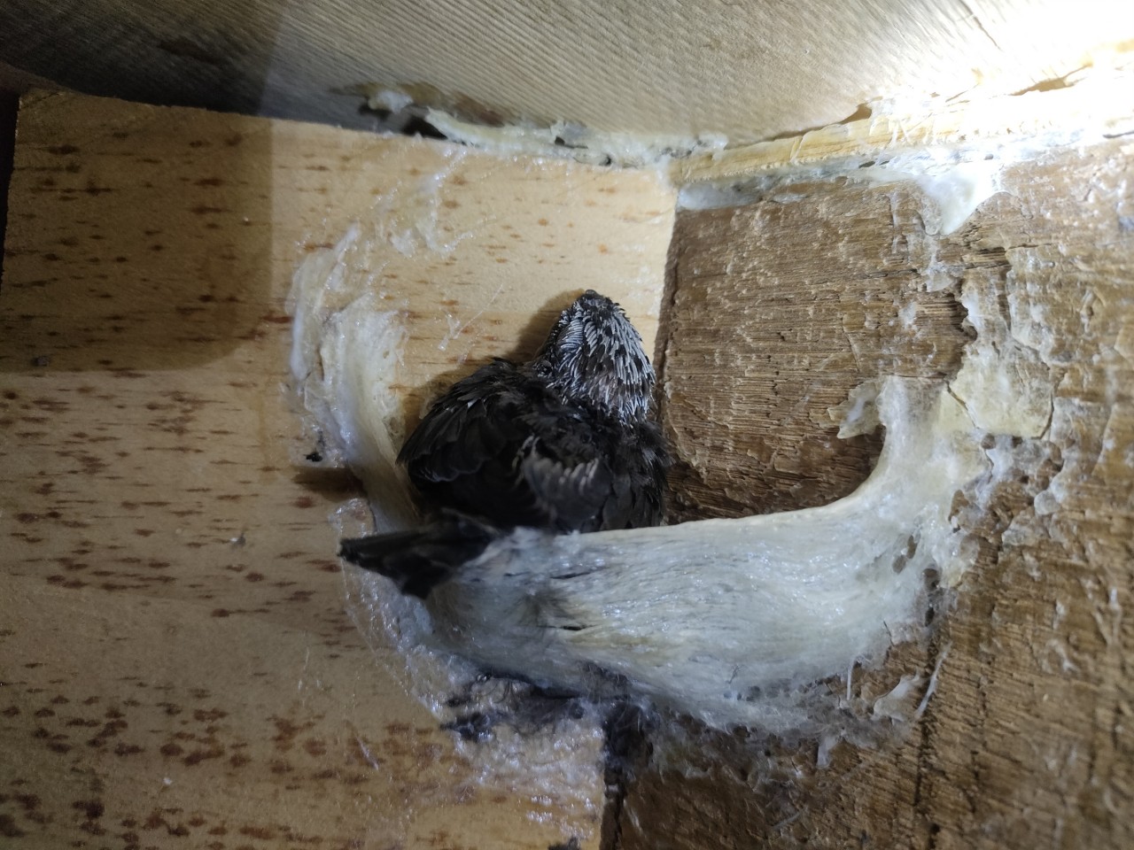 Trong yến sào có chất gì Trong yến sào có chất gì