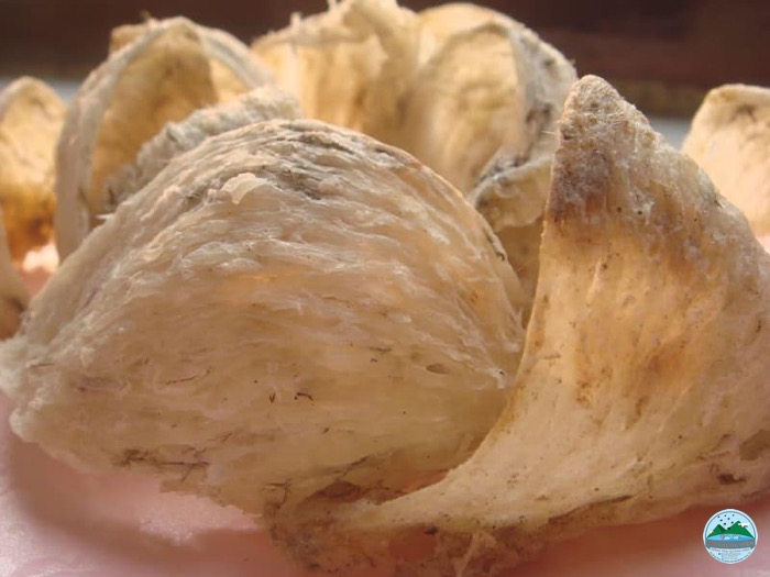 Yến chưng lâu có tốt không Yến chưng lâu có tốt không