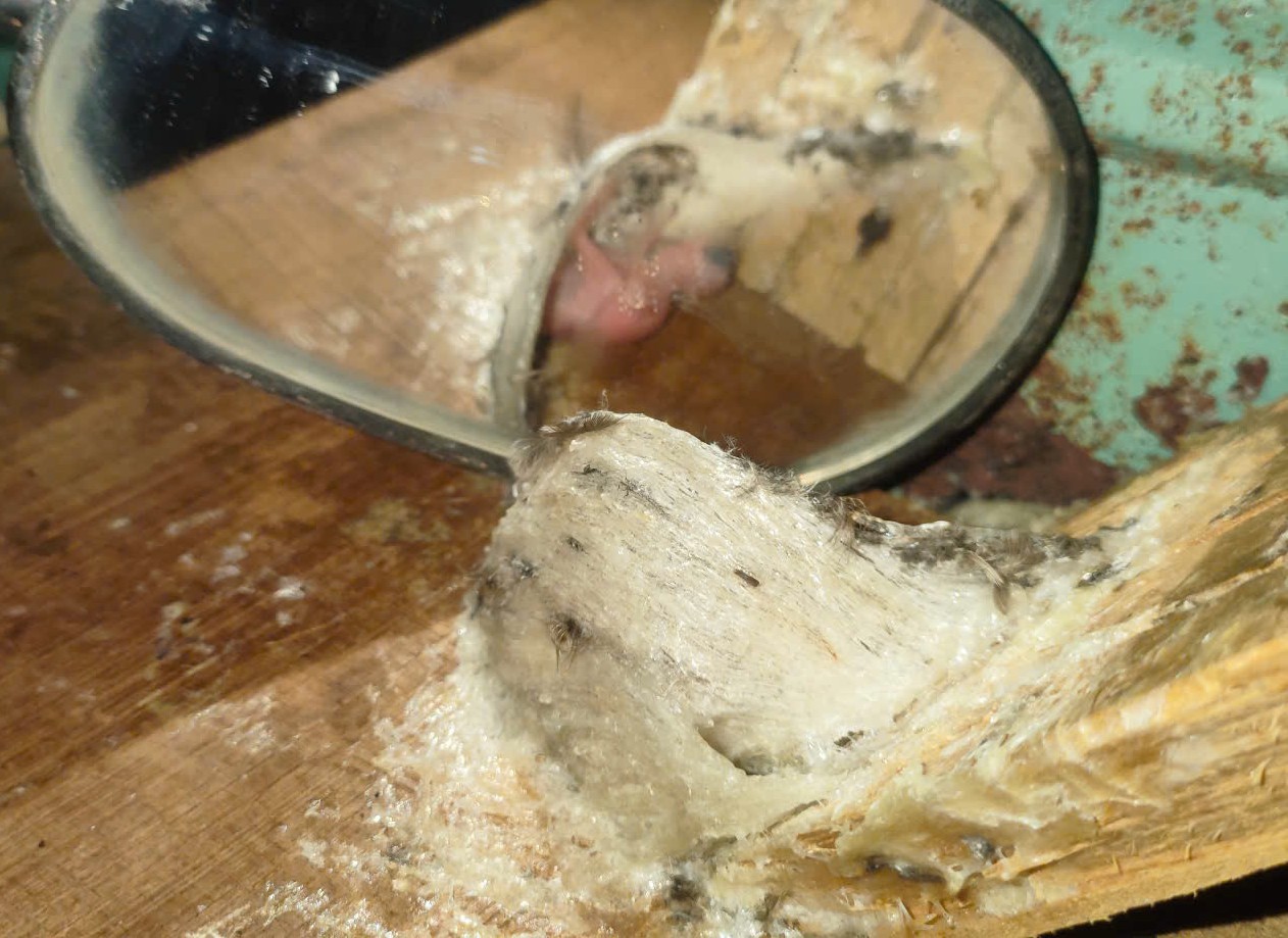 yến sào yến sào