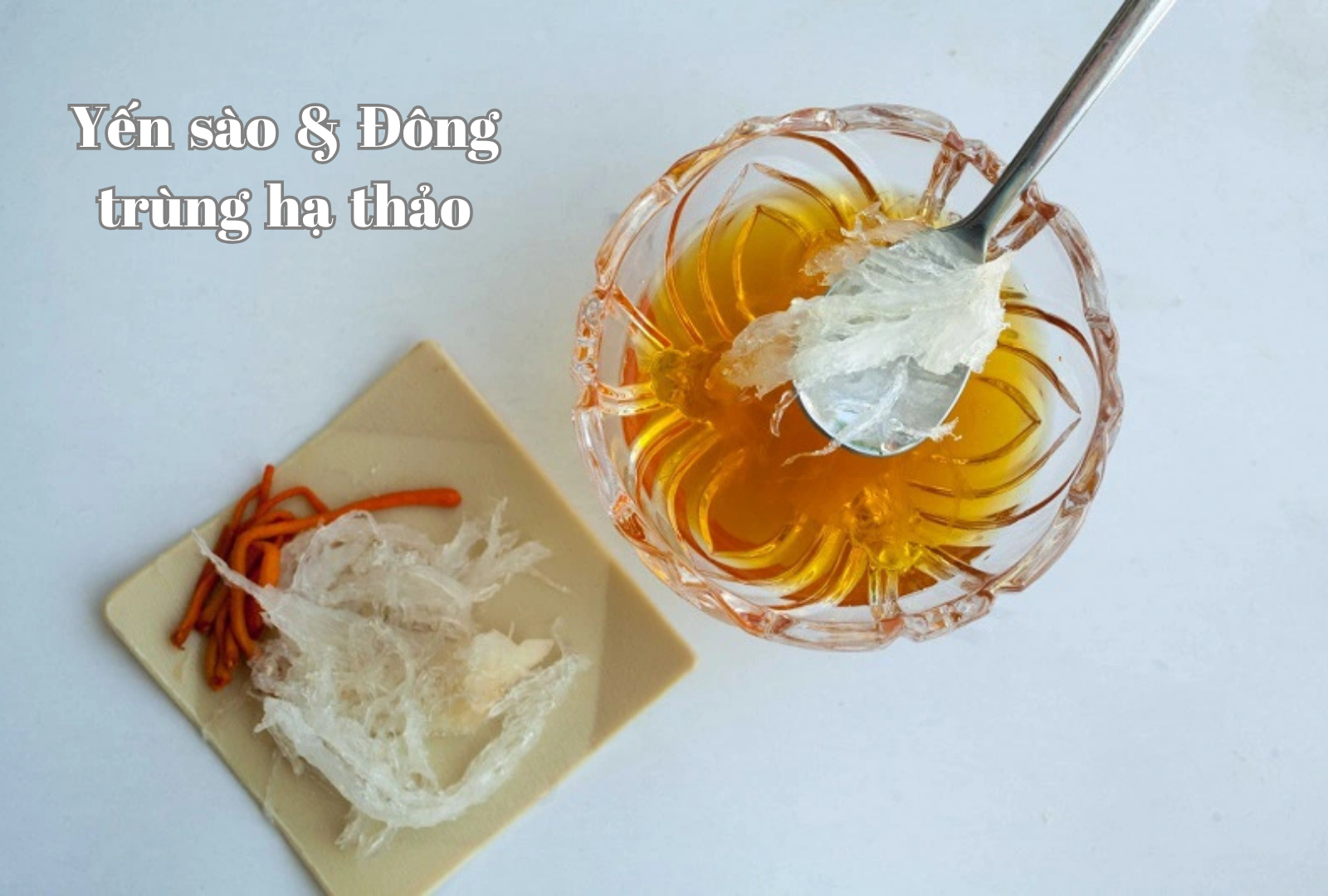 yến sào và đông trùng hạ thảo yến sào và đông trùng hạ thảo