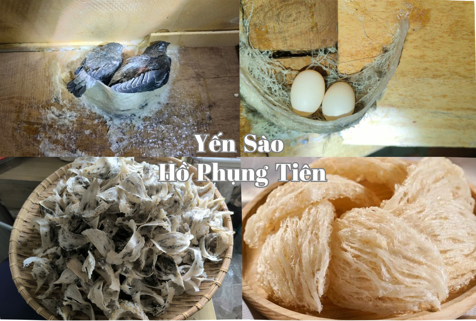 yến sào tinh chế yến sào tinh chế