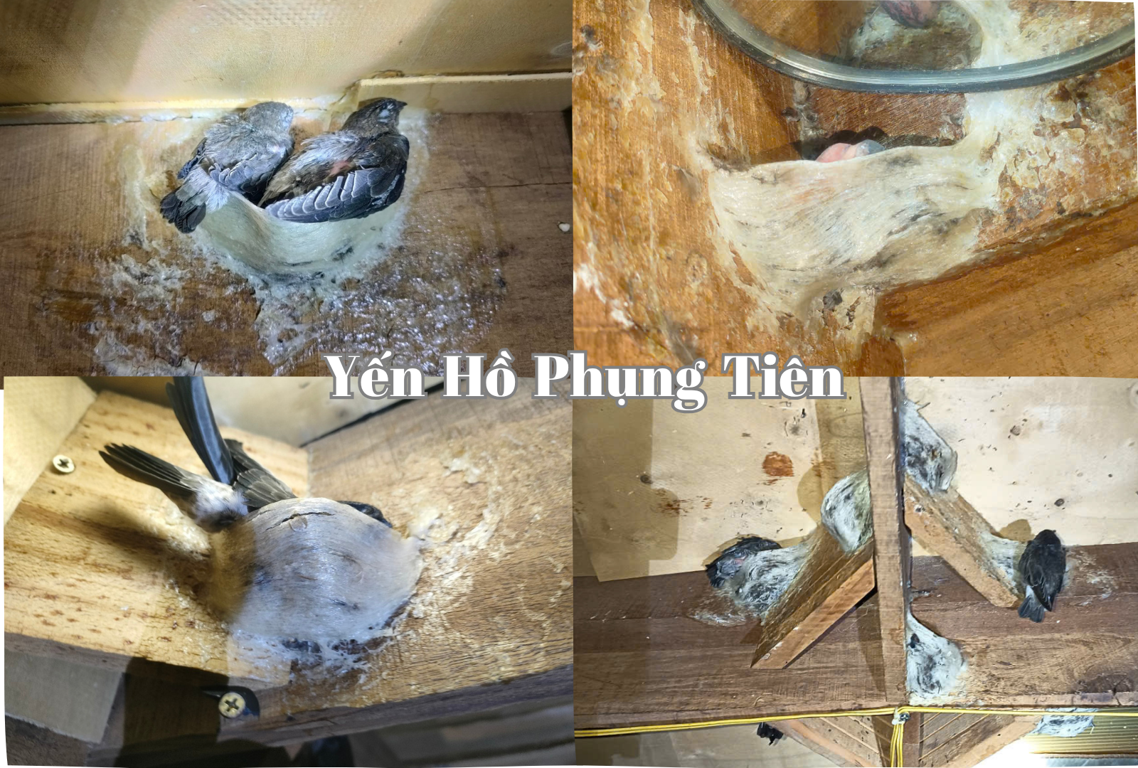yến sào uy tín yến sào uy tín