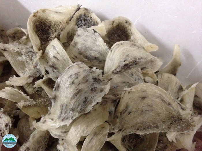 13 công dụng của yến sào 13 công dụng của yến sào