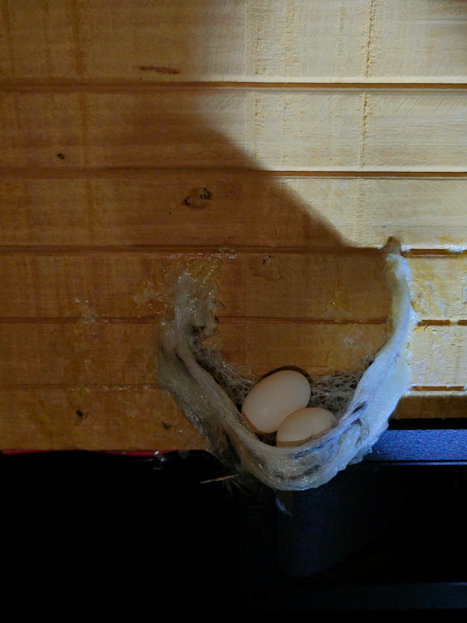 yến sào nguyên chất yến sào nguyên chất