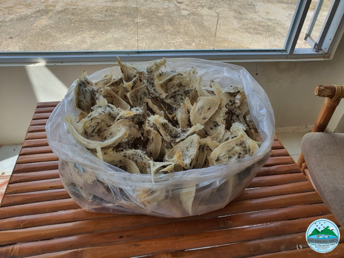 yến sào yến sào