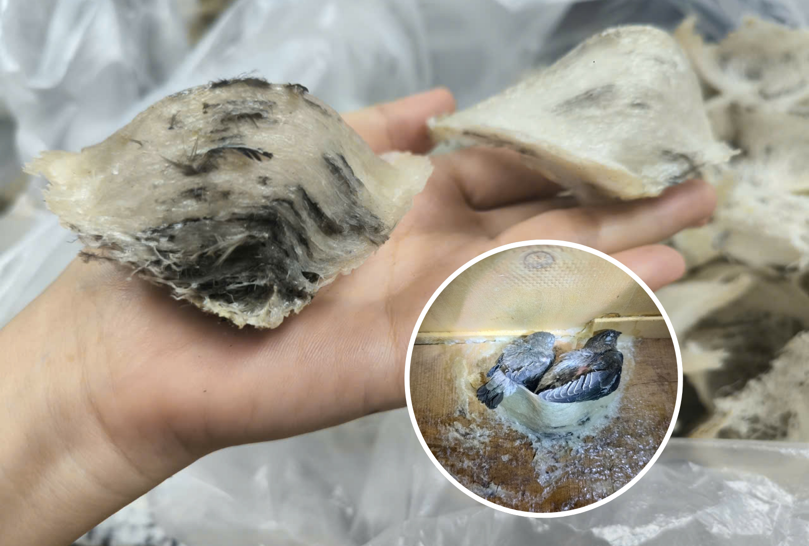 tổ yến thô tổ yến thô