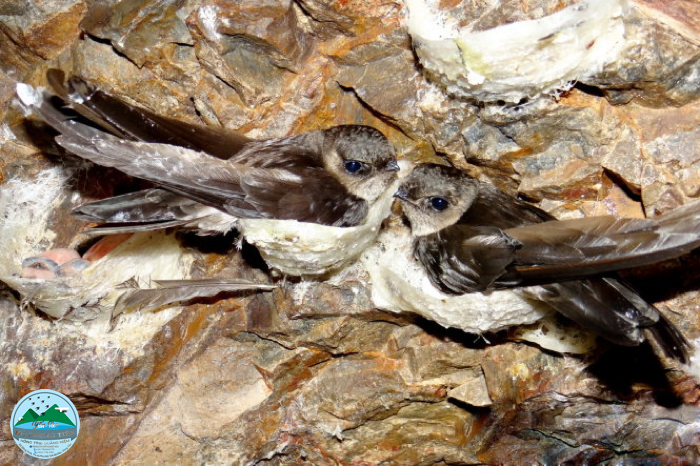 Yến sào Yến sào