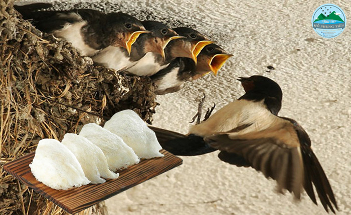 Yến sào Yến sào