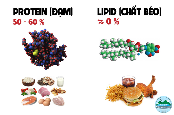 yến sào yến sào